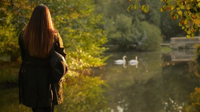 Young woman is standing back near the lake in city park and watches the white floating swans, warm autumn day