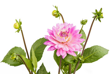 Dahlia of pink color with buds on white background