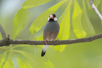 Beautiful bird ,Bird Java sparrow 
