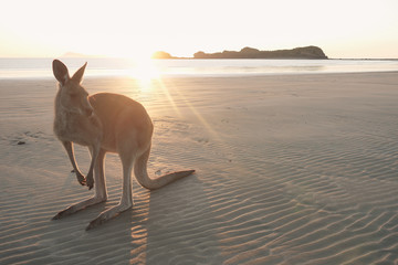 Wallaby sur la plage de Cape Hillsborough, Queensland en Australie