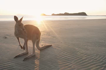 Foto op Plexiglas Wallaby am Strand auf Cape Hillsborough, Queensland in Australien © kentauros