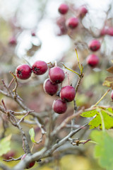 autumnal texture autumn leaves and flowers of yellow, red