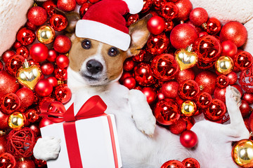 christmas santa claus dog and xmas balls as background