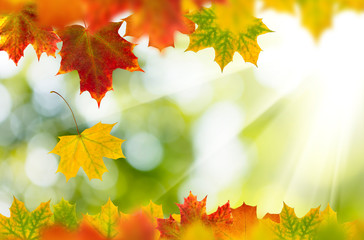 Naklejka na ściany i meble image of autumn leaf on a green background closeup