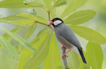 Beautiful bird ,Bird Java sparrow 