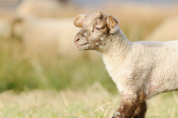 Naklejka na ściany i meble lamb running on pasture