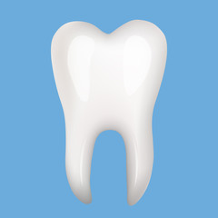 human tooth illustration.