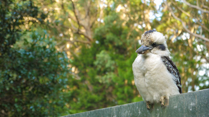 Kookaburra im Springbrook National Park, Queensland in Australien