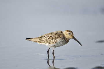 ハマシギ(Dunlin)