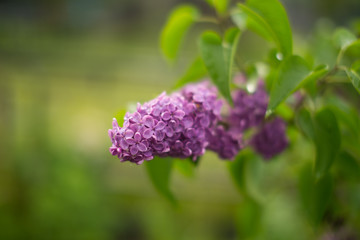 purple lilac