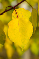autumnal texture autumn leaves and flowers of yellow, red