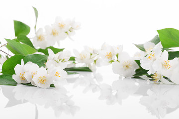 White flowers of jasmine on the white
