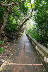 Wet and slippery brick path in tropical forest.