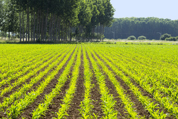 corn vegetable crops in Castilla fields, Spain © GDM photo and video