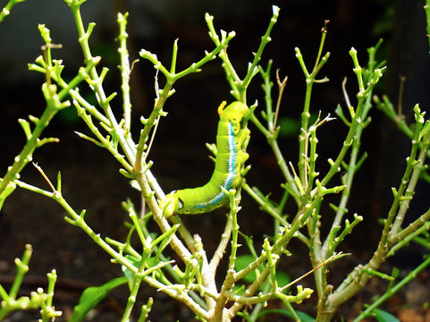 Colored caterpillar or green worm on the plant in garden