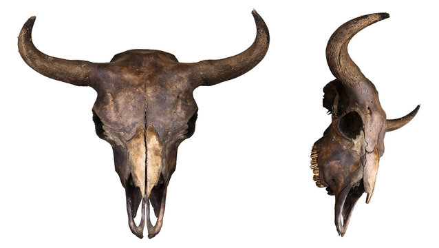 Free Skull Images – Browse 4,186 Free Stock Photos, Vectors, and Video | Adobe Stock