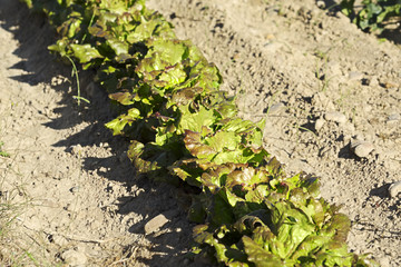 lettuce vegetable  crops in Castilla fields, Spain