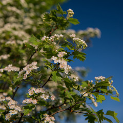 inflorescence flowering hawthorn flowers