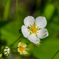 Obraz premium strawberry and flower dew drop