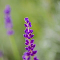lavender flower