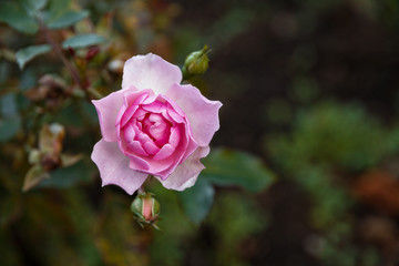 Blooming pink rose and buds on a bush