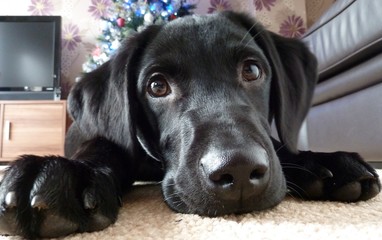 Black Lab at Xmas
