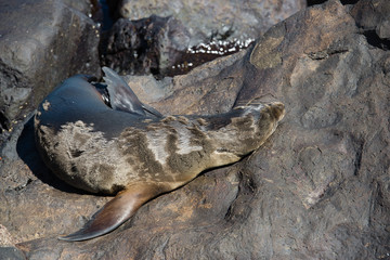 ガラパゴスアザラシ