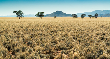 Savanne mit Bäumen und Bergen bei Solitaire, Namibia