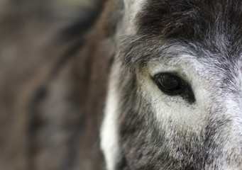 Eye of a donkey, shallow depth of field