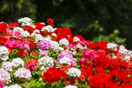 Geranium flowerbed