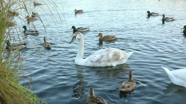 White swans and ducks slow motion