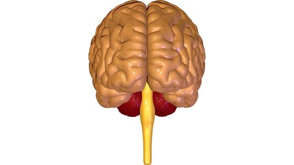 Human Brain with Nervous system. 3D