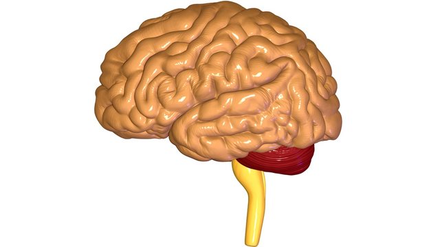 3d rendered medically accurate illustration of brain