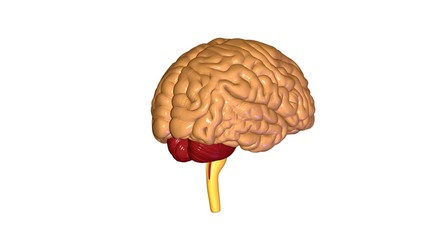 3d rendered medically accurate illustration of brain