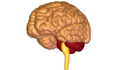 Human Digestive System Anatomy (Large and Small Intestine). 3D render
