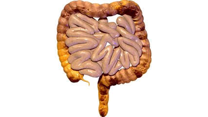Human Digestive System Anatomy (Large and Small Intestine). 3D render