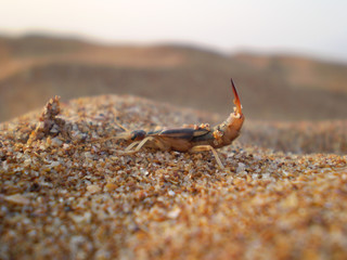 insect