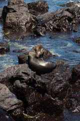 ガラパゴスアザラシ