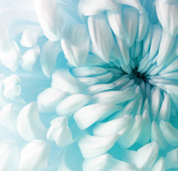 Obrazy na Plexi  biały turkusowy kwiat chryzantemy. Zbliżenie. Makro. Natura. Powietrze jak chmura. delikatny kwiat. miękki kwiat.