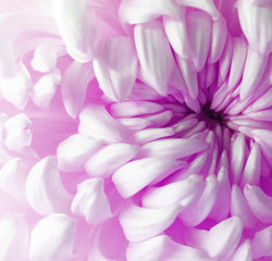 white  purple  pink     chrysanthemum flower.  Closeup. Macro. Nature. The air like a cloud. tender flower. soft flower.
