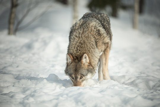 A Lone Wolf in Snow