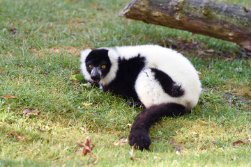 vari noir et blanc