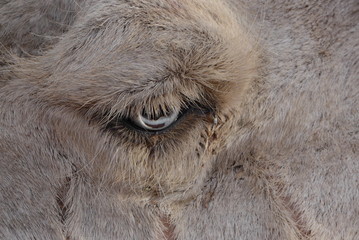 Oeil d'un chameau