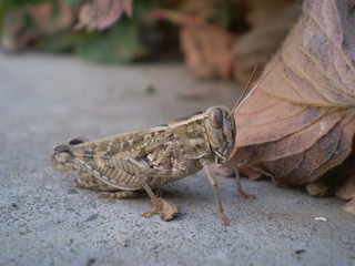 brown grasshopper