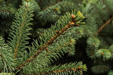 Cedar cones and needles. Natural background.
