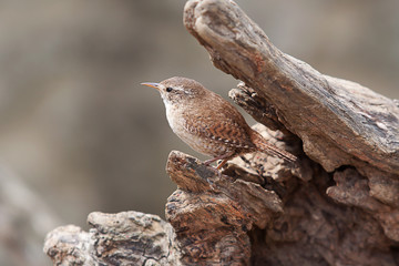 photo of a beautiful little Jenny Wren