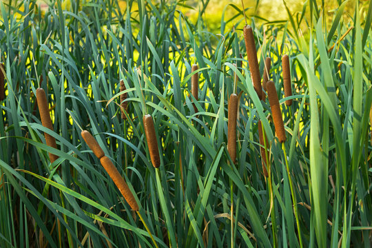 Soft focus of Typha flowering plants, also called bulrush, reedmace, cattail, corn dog grass