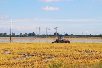 Fototapeta na wymiar Cosecha de plantación de arroz en el Delta del Ebro, Cataluña (España)