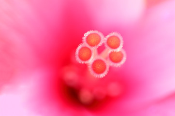Marco photos pollen of flowering hibiscus pink.
