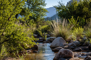 A Sonoran Desert Oasis Scene Along the Sutherland Wash in Catalina State Park near Tucson, Arizona
